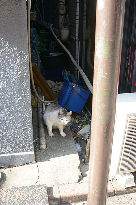 太田区のねこ