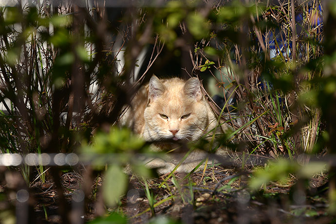 太田区のねこ