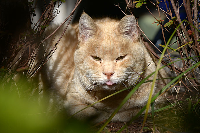 太田区のねこ