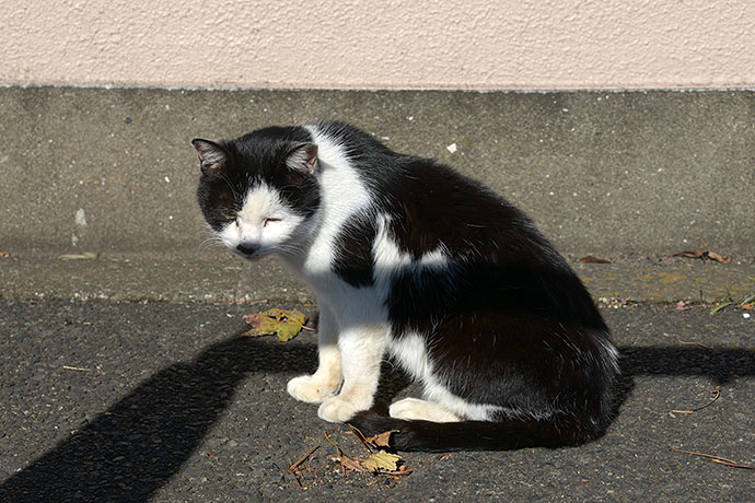 太田区のねこ