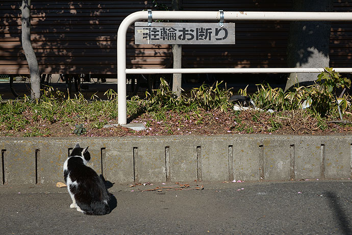 太田区のねこ