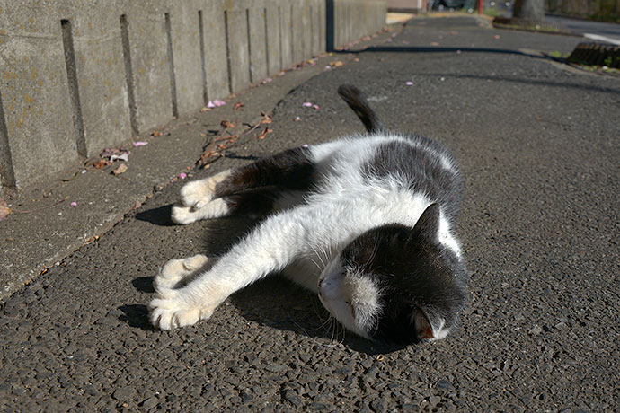 太田区のねこ