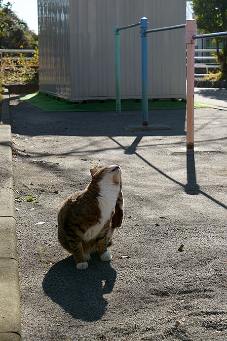 太田区のねこ