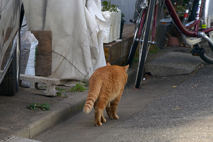 太田区のねこ