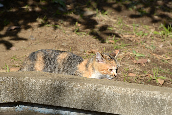 太田区のねこ
