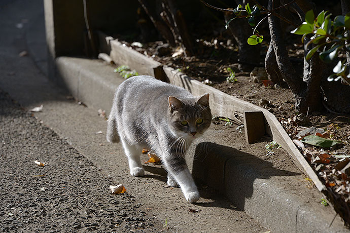 太田区のねこ