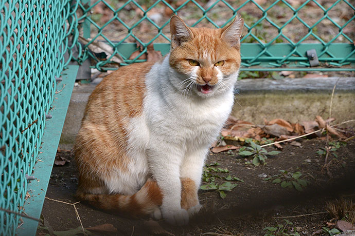 太田区のねこ