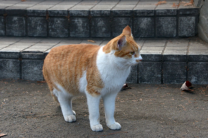 太田区のねこ