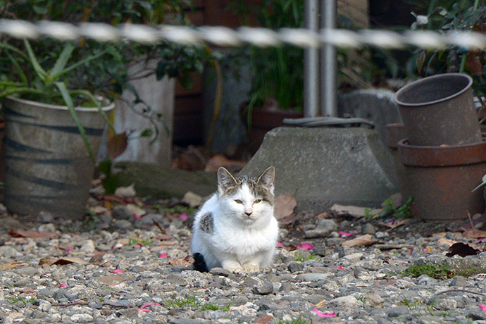 太田区のねこ