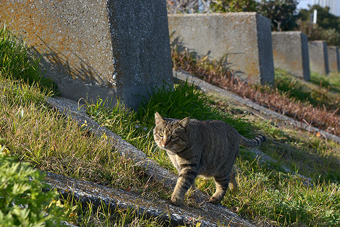太田区のねこ