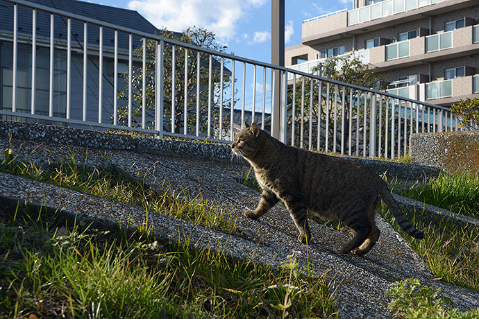 太田区のねこ