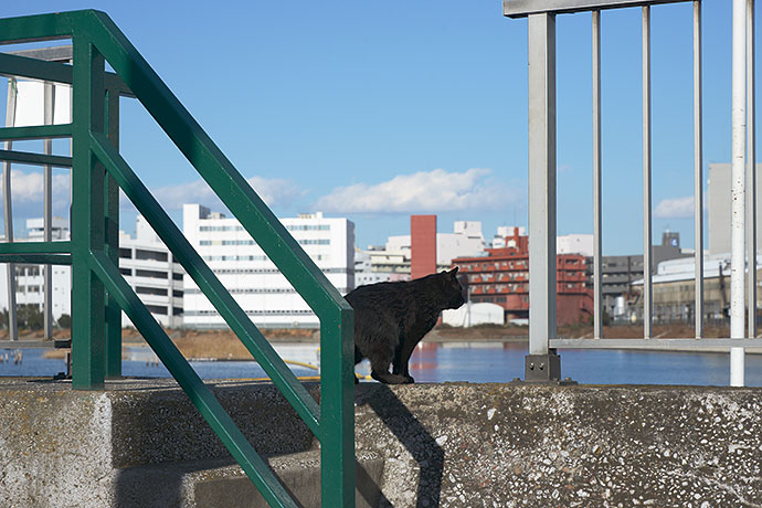 太田区のねこ