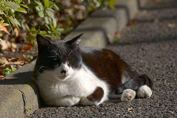 太田区のねこ