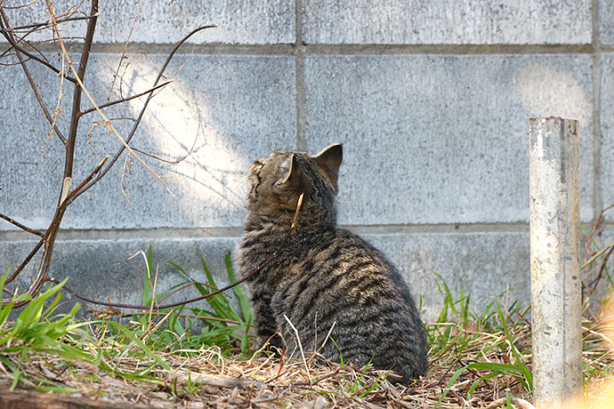 太田区のねこ