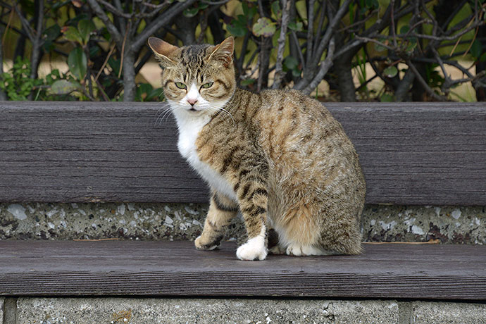 太田区のねこ