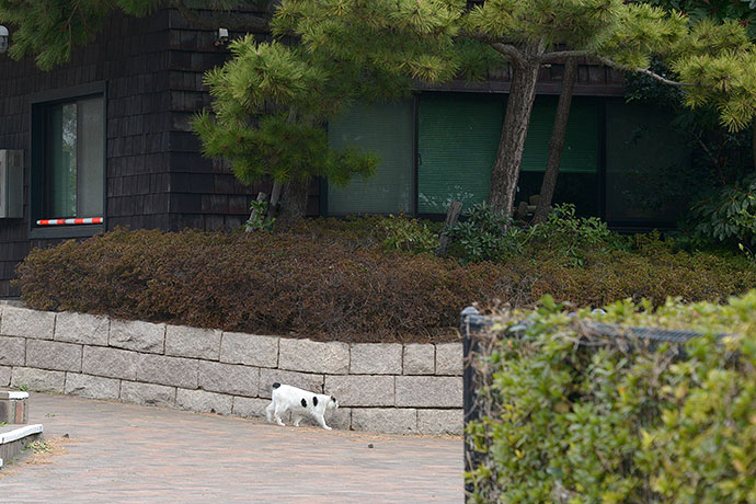 太田区のねこ