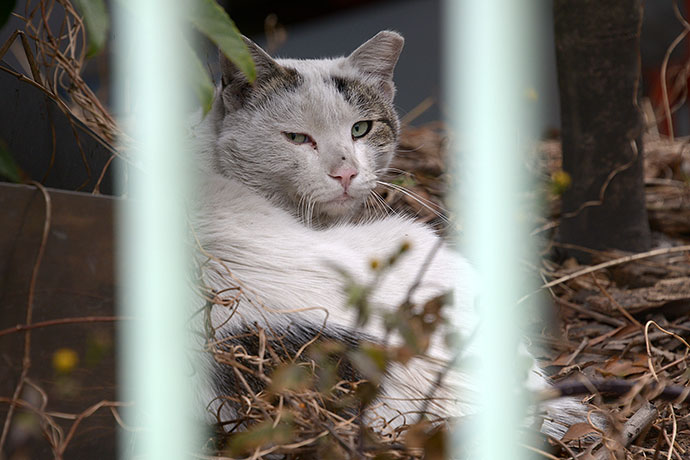 太田区のねこ