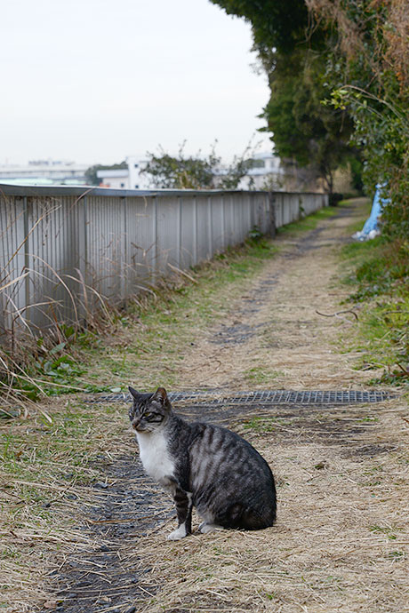 太田区のねこ
