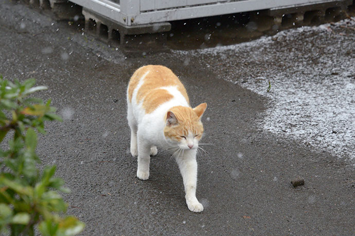 太田区のねこ