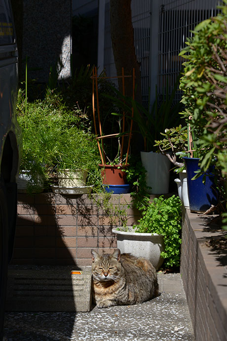 太田区のねこ