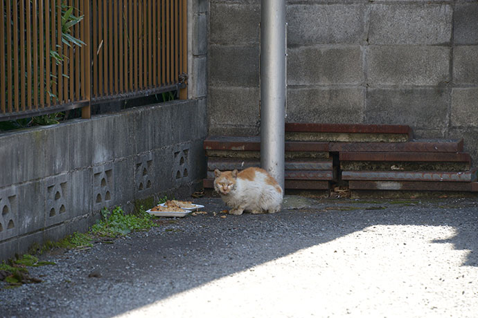 太田区のねこ