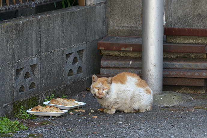 太田区のねこ