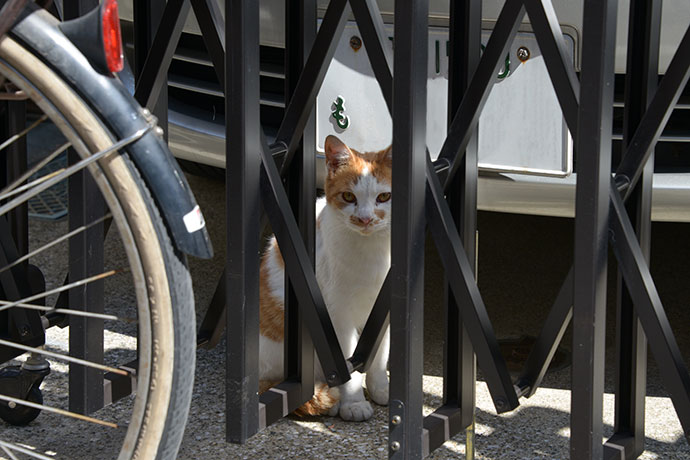 太田区のねこ