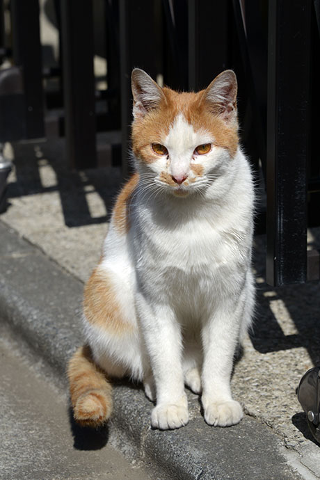 太田区のねこ