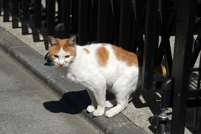 太田区のねこ