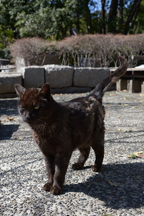 太田区のねこ