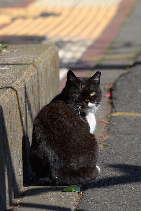 太田区のねこ