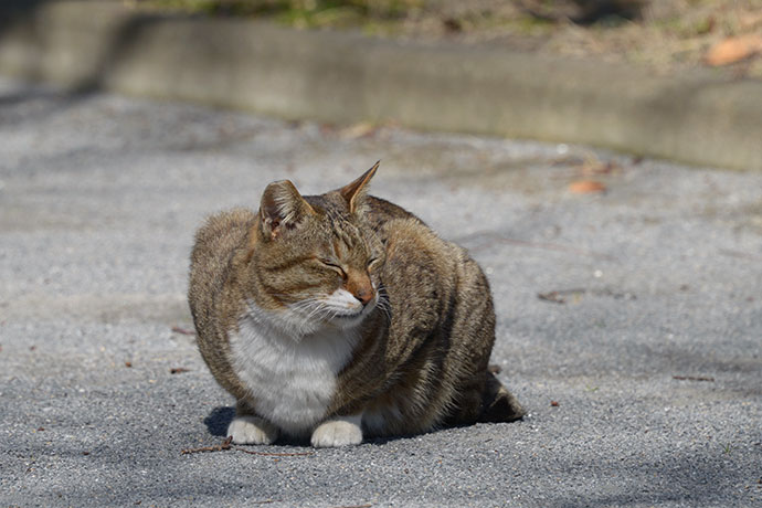 太田区のねこ