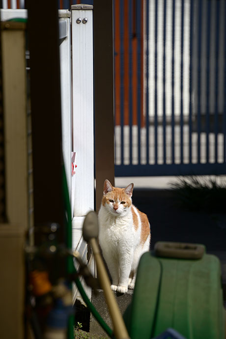太田区のねこ