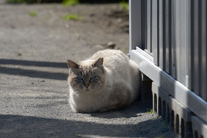 太田区のねこ