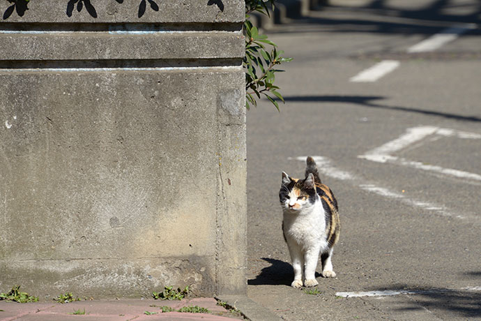 太田区のねこ