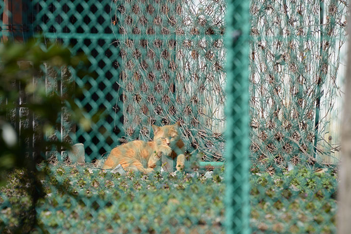 太田区のねこ