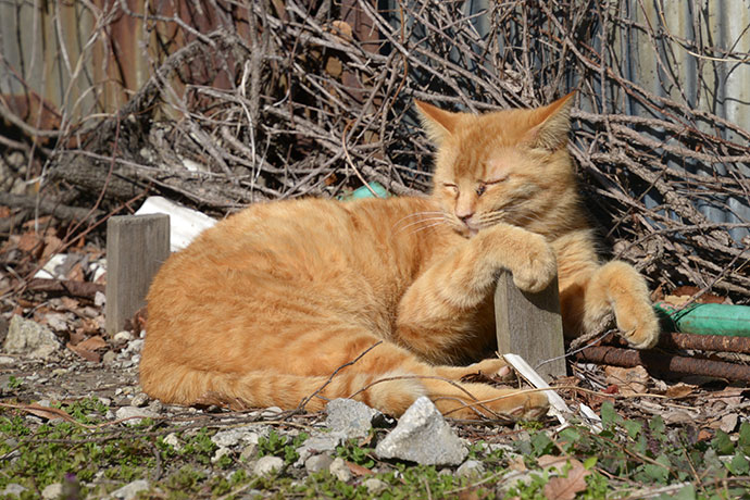 太田区のねこ