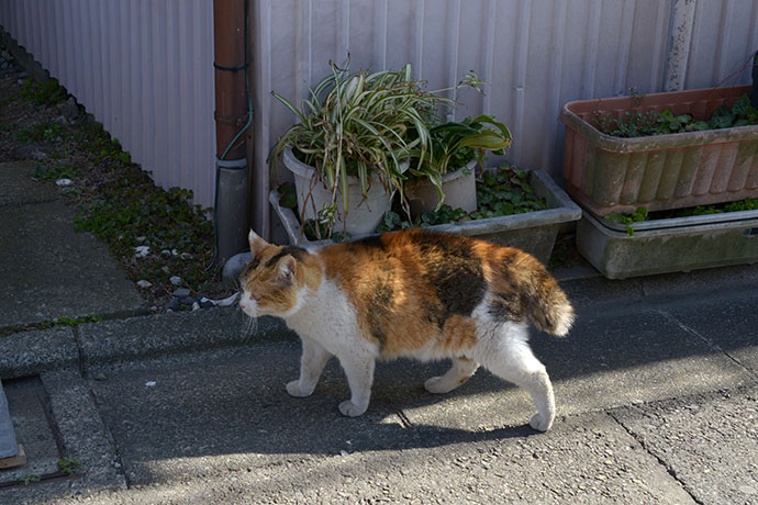 太田区のねこ