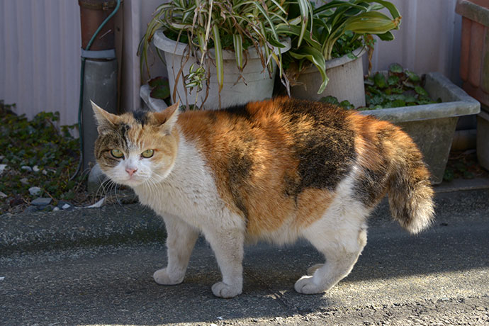 太田区のねこ