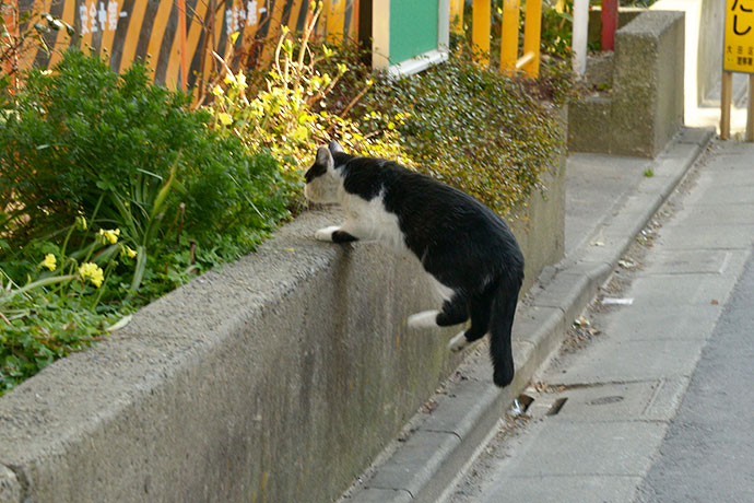 太田区のねこ