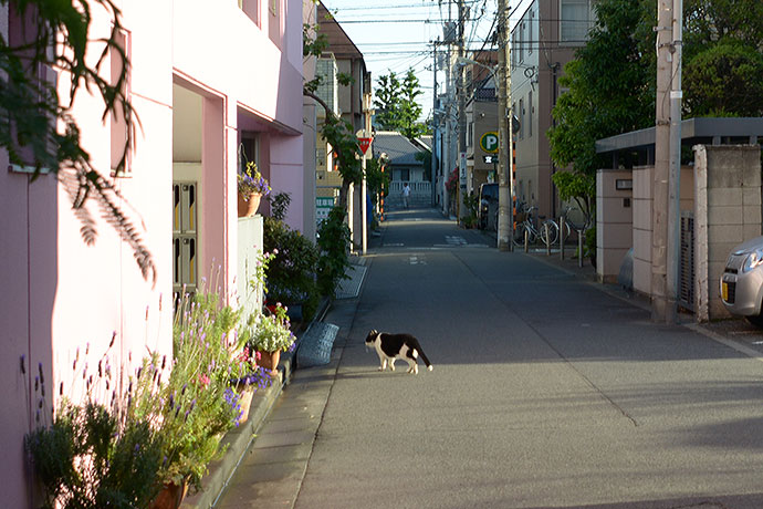 太田区のねこ