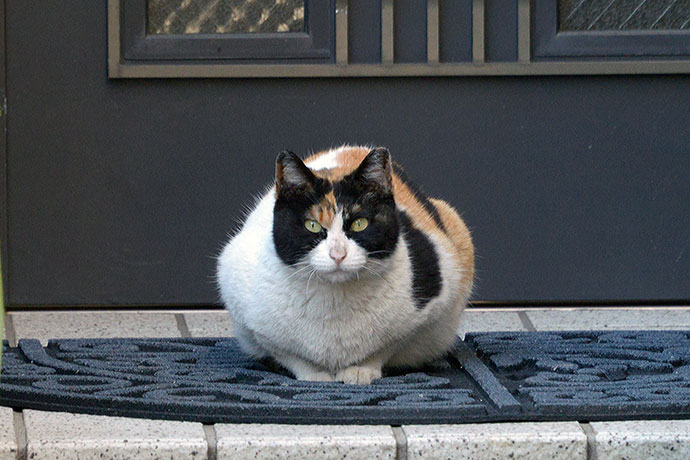 太田区のねこ