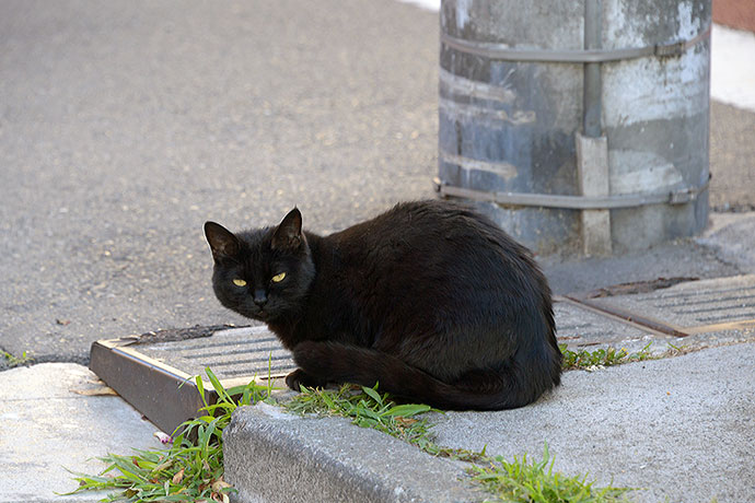 太田区のねこ