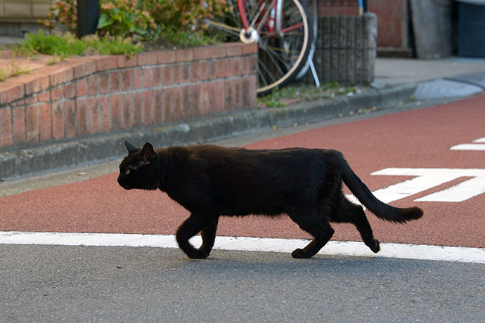 太田区のねこ