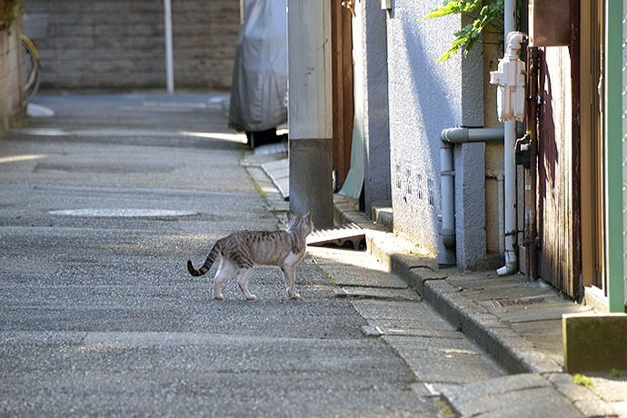 太田区のねこ