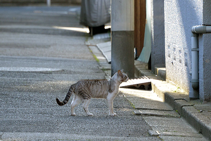 太田区のねこ