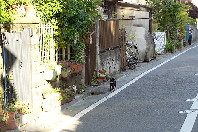 太田区のねこ