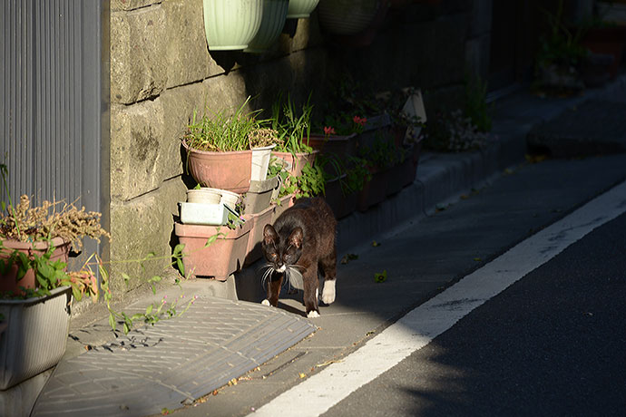 太田区のねこ