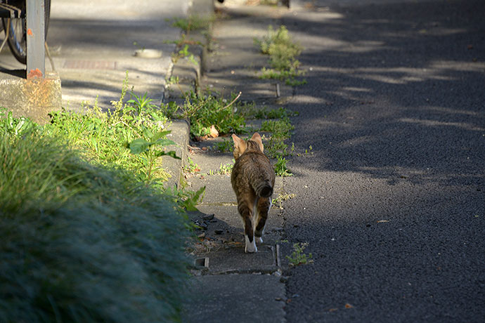 太田区のねこ