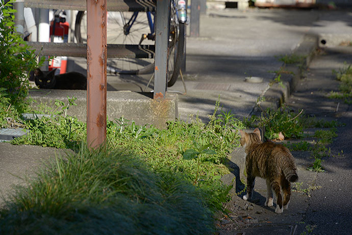 太田区のねこ
